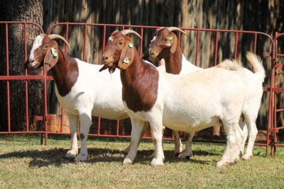 3X BOERGOAT FLOCK 4-164, 4-265, 4-160 EWE KRUISRIVIER BOERBOK STOET