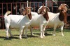 3X BOERGOAT FLOCK 4-164, 4-265, 4-160 EWE KRUISRIVIER BOERBOK STOET - 2