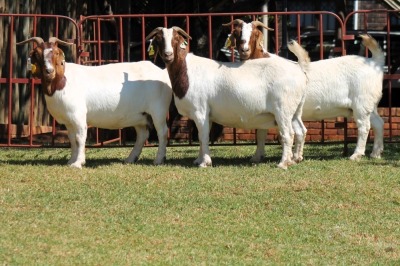 3X BOERGOAT FLOCK 4-278, 4-286, 4-157 EWE KRUISRIVIER BOERBOK STOET