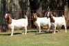 3X BOERGOAT FLOCK 4-278, 4-286, 4-157 EWE KRUISRIVIER BOERBOK STOET - 2