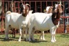 3X BOERGOAT FLOCK 4-158, 4-195, 4-272 EWE KRUISRIVIER BOERBOK STOET