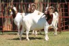 3X BOERGOAT FLOCK 4-158, 4-195, 4-272 EWE KRUISRIVIER BOERBOK STOET - 2