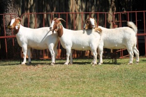 3X BOERGOAT FLOCK 4-205, 4-207, 4-264 EWE KRUISRIVIER BOERBOK STOET