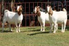 3X BOERGOAT FLOCK 4-205, 4-207, 4-264 EWE KRUISRIVIER BOERBOK STOET - 2