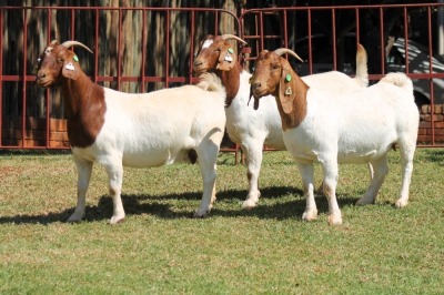 3X BOERGOAT FLOCK 4-262, 4-193, 4-185 EWE KRUISRIVIER BOERBOK STOET