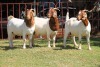 3X BOERGOAT FLOCK 4-262, 4-193, 4-185 EWE KRUISRIVIER BOERBOK STOET - 2