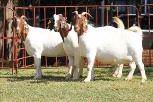 2X BOERGOAT FLOCK 4-261, 4-208 EWE KRUISRIVIER BOERBOK STOET