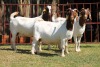 2X BOERGOAT FLOCK 4-261, 4-208 EWE KRUISRIVIER BOERBOK STOET - 2