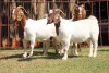 3X BOERGOAT FLOCK 4-219, 4-154, 4-166 EWE KRUISRIVIER BOERBOK STOET