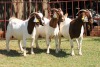 3X BOERGOAT FLOCK 4-219, 4-154, 4-166 EWE KRUISRIVIER BOERBOK STOET - 2