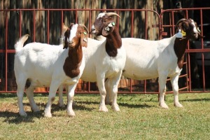 3X BOERGOAT FLOCK 4-148, 4-156, 4-289 EWE KRUISRIVIER BOERBOK STOET