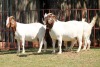 3X BOERGOAT FLOCK 4-148, 4-156, 4-289 EWE KRUISRIVIER BOERBOK STOET - 2