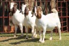 3X BOERGOAT FLOCK 4-271, 4-290, 4-212 EWE KRUISRIVIER BOERBOK STOET