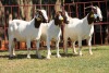 3X BOERGOAT FLOCK 4-271, 4-290, 4-212 EWE KRUISRIVIER BOERBOK STOET - 2