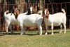 2X BOERGOAT FLOCK 4-165, 4-202 EWE KRUISRIVIER BOERBOK STOET