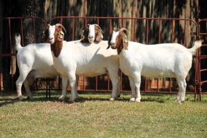 3X BOERGOAT FLOCK 4-167, 4-282, 4-281 EWE KRUISRIVIER BOERBOK STOET