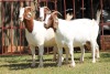 3X BOERGOAT FLOCK 4-167, 4-282, 4-281 EWE KRUISRIVIER BOERBOK STOET - 2