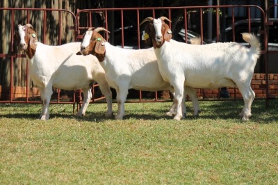 3X BOERGOAT FLOCK 4-186, 4-175, 4-215 EWE KRUISRIVIER BOERBOK STOET