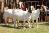 3X BOERGOAT FLOCK 4-186, 4-175, 4-215 EWE KRUISRIVIER BOERBOK STOET - 2