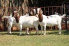 3X BOERGOAT FLOCK 4-269, 4-181, 4-287 EWE KRUISRIVIER BOERBOK STOET