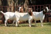 3X BOERGOAT FLOCK 4-269, 4-181, 4-287 EWE KRUISRIVIER BOERBOK STOET - 2