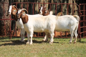 3X BOERGOAT FLOCK 4-280, 4-209, 4-150 EWE KRUISRIVIER BOERBOK STOET