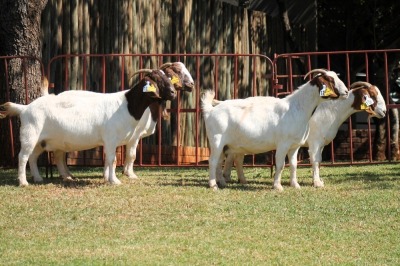 4X BOERGOAT FLOCK 4-174, 4-194, 4-203, 4-276 EWE KRUISRIVIER BOERBOK STOET