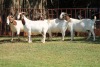 4X BOERGOAT FLOCK 4-174, 4-194, 4-203, 4-276 EWE KRUISRIVIER BOERBOK STOET - 2