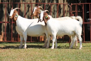 3X BOERGOAT FLOCK 4-216, 4-310, 4-299 EWE KRUISRIVIER BOERBOK STOET