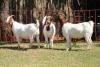 3X BOERGOAT FLOCK 4-216, 4-310, 4-299 EWE KRUISRIVIER BOERBOK STOET - 2