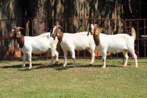 2X BOERGOAT FLOCK 4-161, 4-200 EWE KRUISRIVIER BOERBOK STOET