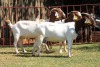 2X BOERGOAT FLOCK 4-161, 4-200 EWE KRUISRIVIER BOERBOK STOET - 2