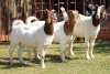 1X BOERGOAT FLOCK 4-140 EWE KRUISRIVIER BOERBOK STOET