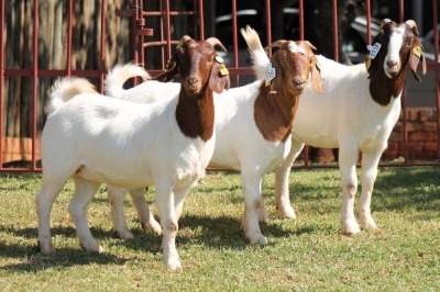 1X BOERGOAT FLOCK 4-140 EWE KRUISRIVIER BOERBOK STOET