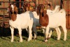 4X BOERGOAT FLOCK 4-301, 4-237, 4-235, 4-234 EWE KRUISRIVIER BOERBOK STOET