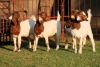 4X BOERGOAT FLOCK 4-301, 4-237, 4-235, 4-234 EWE KRUISRIVIER BOERBOK STOET - 2