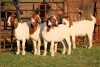 3X BOERGOAT FLOCK 4-232, 4-240, 4-236 EWE KRUISRIVIER BOERBOK STOET