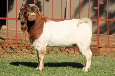 1X BOERGOAT STUD 4-014 BUCK KRUISRIVIER BOERBOK STOET