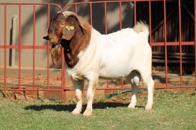 1X BOERGOAT FLOCK 4-242 BUCK KRUISRIVIER BOERBOK STOET