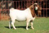 1X BOERGOAT FLOCK 4-242 BUCK KRUISRIVIER BOERBOK STOET - 2