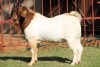 WITHDRAWN - X BOERGOAT FLOCK 4-243 BUCK KRUISRIVIER BOERBOK STOET