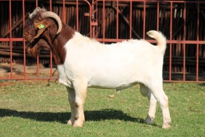 1X BOERGOAT FLOCK 4-244 BUCK KRUISRIVIER BOERBOK STOET