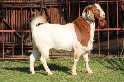 1X BOERGOAT FLOCK 4-033 BUCK KRUISRIVIER BOERBOK STOET