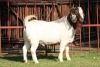 1X BOERGOAT FLOCK 4-253 BUCK KRUISRIVIER BOERBOK STOET - 2