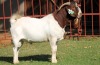 1X BOERGOAT FLOCK 4-030 BUCK KRUISRIVIER BOERBOK STOET