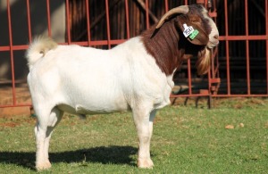 1X BOERGOAT FLOCK 4-030 BUCK KRUISRIVIER BOERBOK STOET