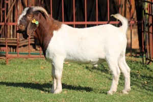 1X BOERGOAT FLOCK 4-241 BUCK KRUISRIVIER BOERBOK STOET