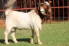 WITHDRAWN - X BOERGOAT FLOCK 4-258 BUCK KRUISRIVIER BOERBOK STOET