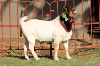 1X BOERGOAT FLOCK 4-035 BUCK KRUISRIVIER BOERBOK STOET