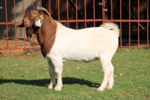 1X BOERGOAT FLOCK 4-249 BUCK KRUISRIVIER BOERBOK STOET